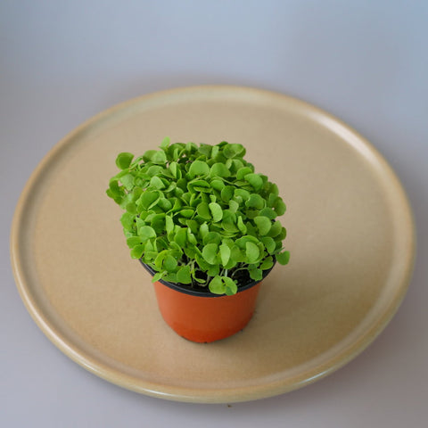 Micro Herbs Basil Green  - Per Punnet