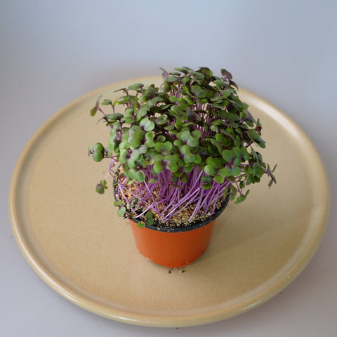 Micro Herbs Cabbage Red - Per Punnet