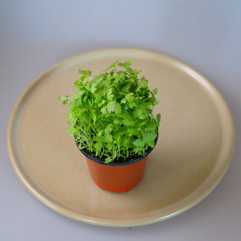 Micro Herbs Celery - Per Punnet