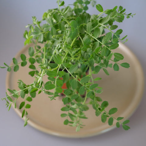 Micro Herbs Chick Pea - Per Punnet