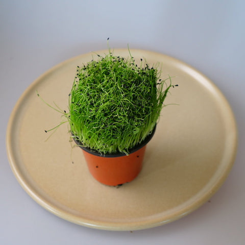 Micro Herbs Chives - Per Punnet