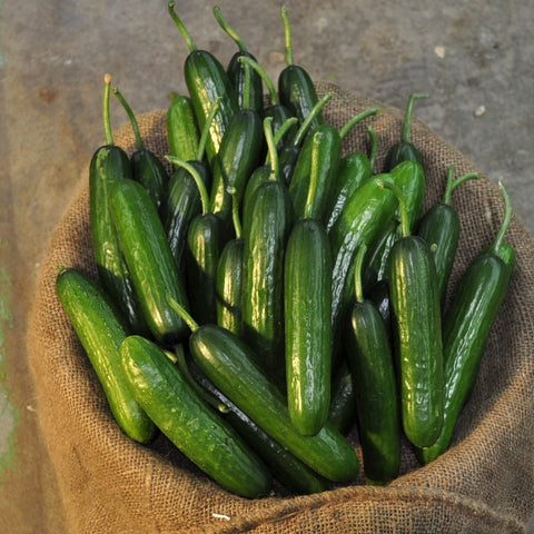 Cucumber Lebanese - 1kg