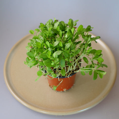 Micro Herbs Fenugreek - Per Punnet