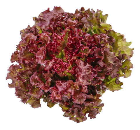 Lettuce Red Coral - Each