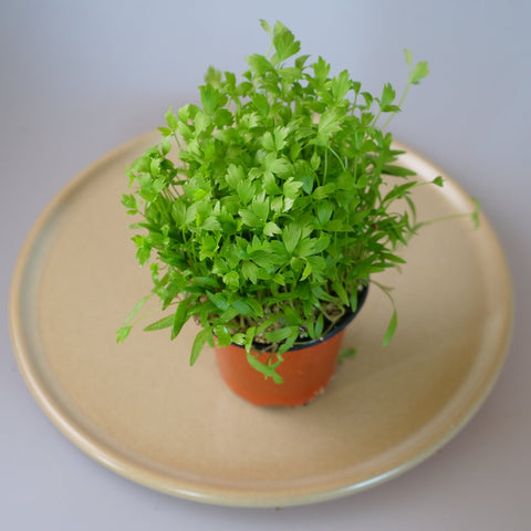 Micro Herbs Lovage - Per Punnet