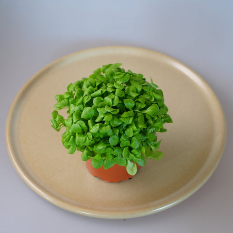 Micro Herbs Mache - Per Punnet