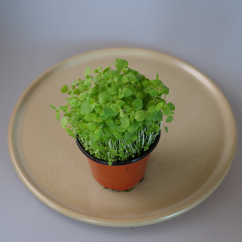 Micro Herbs Mint - Per Punnet