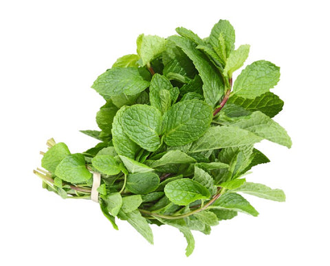 Mint Round Leaves - Bunch