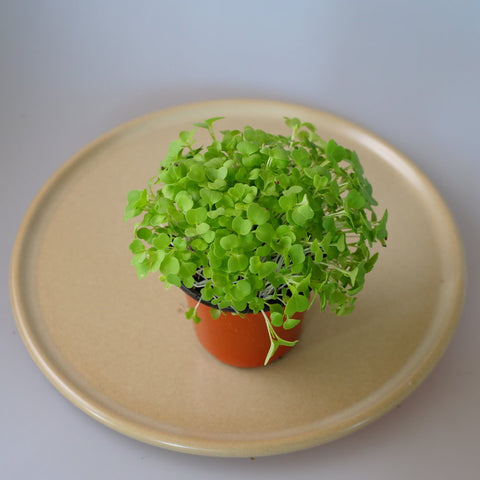 Micro Herbs Mizuna - Per Punnet