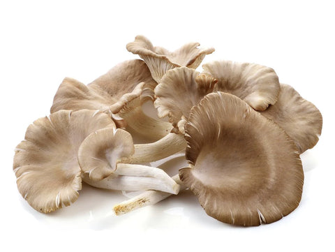 Mushroom Oyster - 150g Punnet