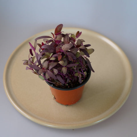 Micro Herbs Orach - Per Punnet