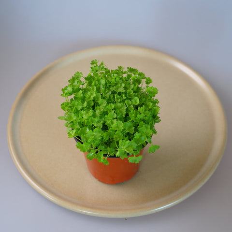 Micro Herbs Parsley Curly - Per Punnet