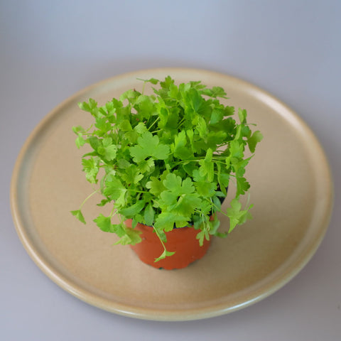 Micro Herbs Parsley Flat - Per Punnet