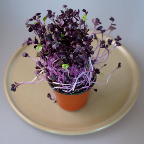 Micro Herbs Radish Red (Sango) - Per Punnet