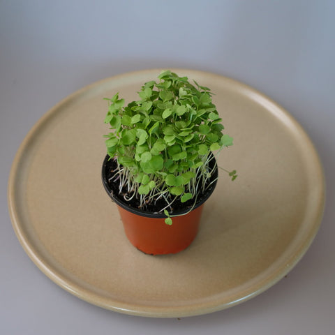 Micro Herbs Rocket - Per Punnet