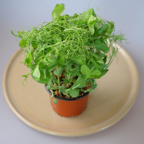 Micro Herbs Snow Pea Tendrils - Per Punnet