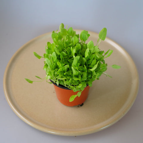 Micro Herbs Soreel - Per Punnet