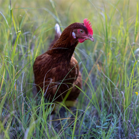 Yallamundi Farm 12 Extra Large Pasture Raised Free Range Eggs 700g