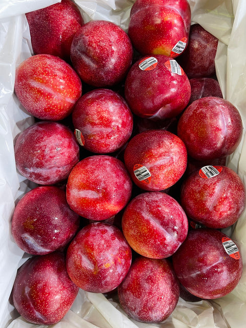 Australian Premium Plum Red - Pack of 3