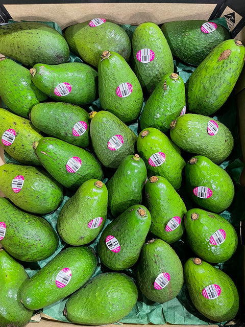 Australian Avocado Shepard Medium Size- Pack of 3