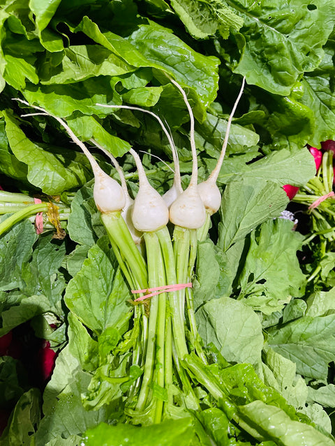 Turnip White Mini - Bunch of 6